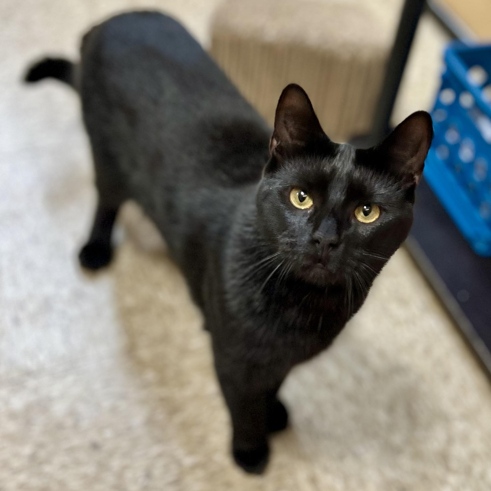 Ashton, a Adoptable Domestic Short Hair in Norwalk, CT image 2/4