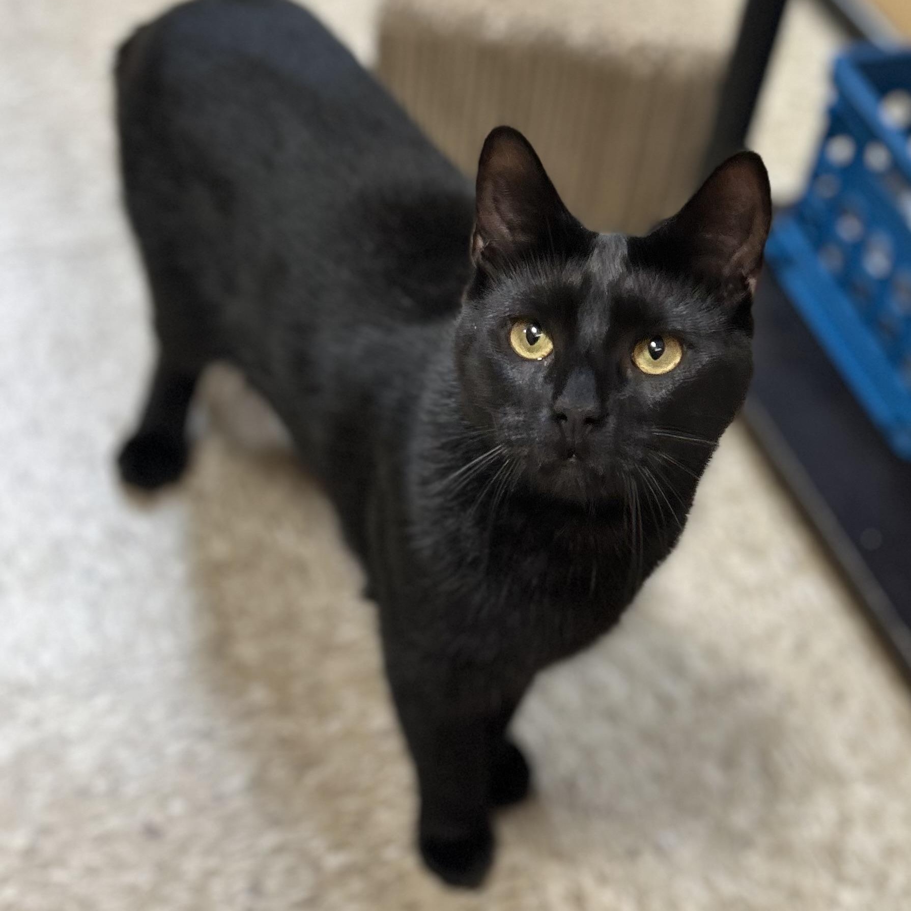 Ashton, a Adoptable Domestic Short Hair in Norwalk, CT image 3/4