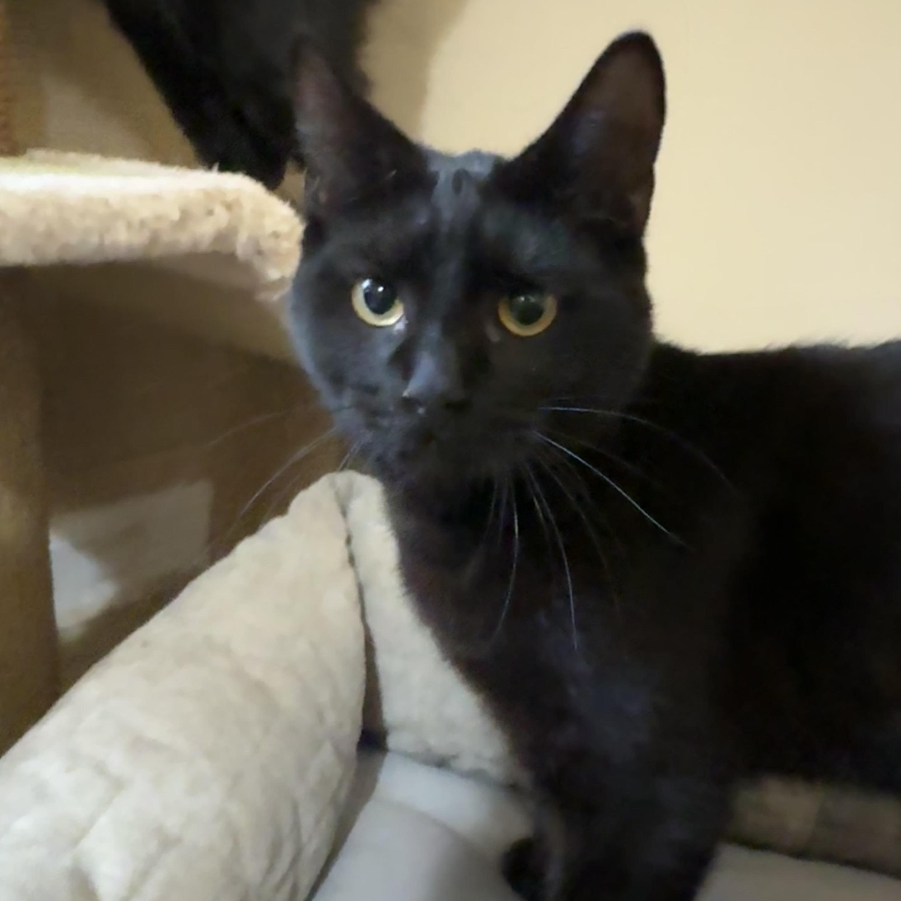 Ashton, a Adoptable Domestic Short Hair in Norwalk, CT image 4/4
