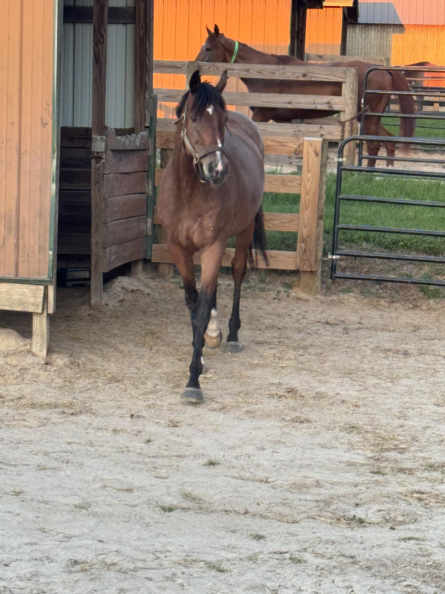 Enlarge St Joe Louis, a ADOPTABLE Thoroughbred in Aiken, SC image 1/1