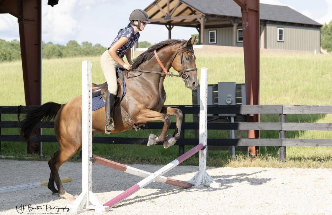 St Joe Louis, Adoptable, Adult Male Thoroughbred.
