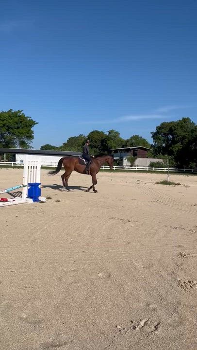 Enlarge St Joe Louis, a ADOPTABLE Thoroughbred in Aiken, SC video 2/5