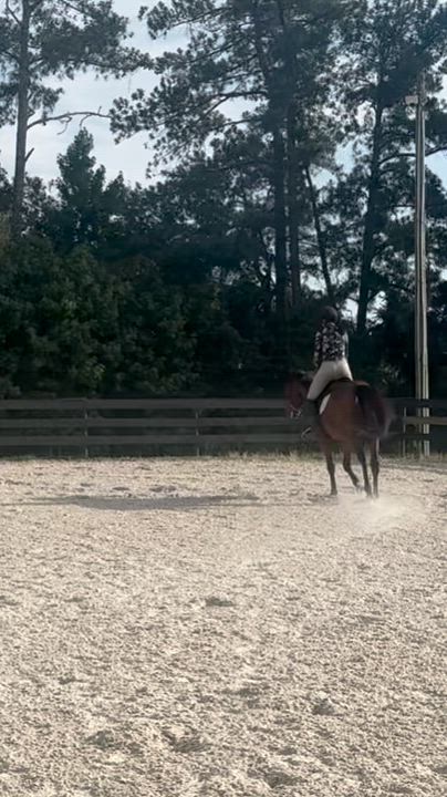 Enlarge St Joe Louis, a ADOPTABLE Thoroughbred in Aiken, SC video 5/5