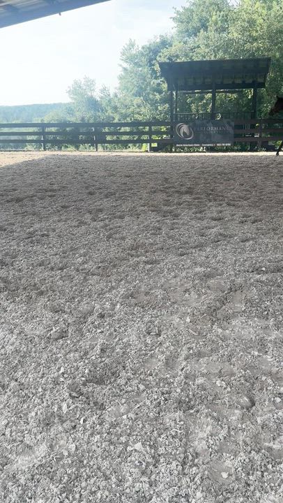 Enlarge St Joe Louis, a ADOPTABLE Thoroughbred in Aiken, SC video 3/5