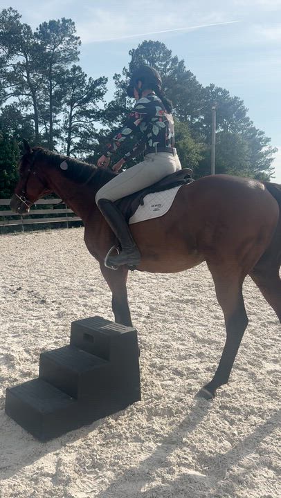 Enlarge St Joe Louis, a ADOPTABLE Thoroughbred in Aiken, SC video 4/5