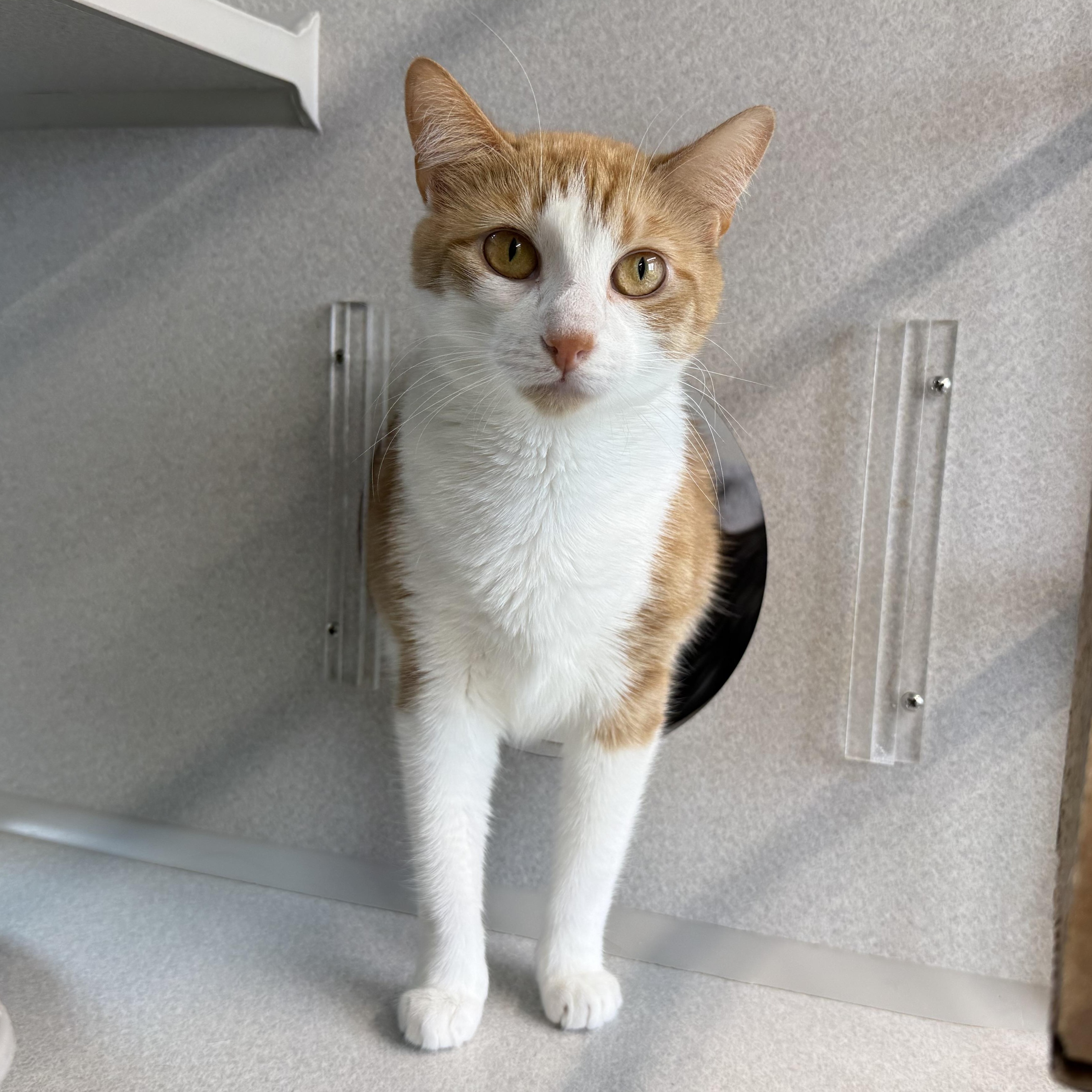Ginger & Boots, an adopted mixed breed in West Milford, NJ image 4/6