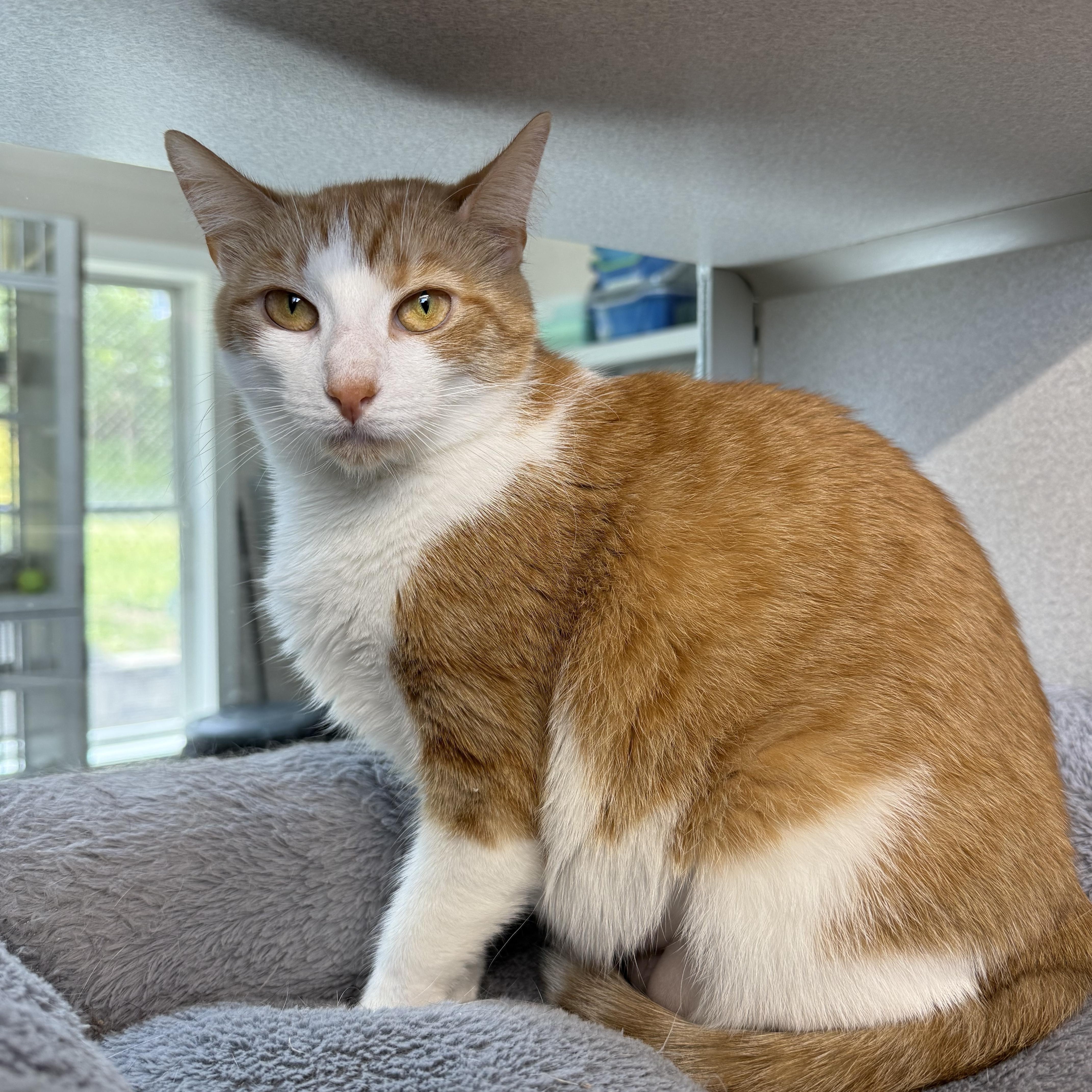 Ginger & Boots, an adopted mixed breed in West Milford, NJ image 6/6