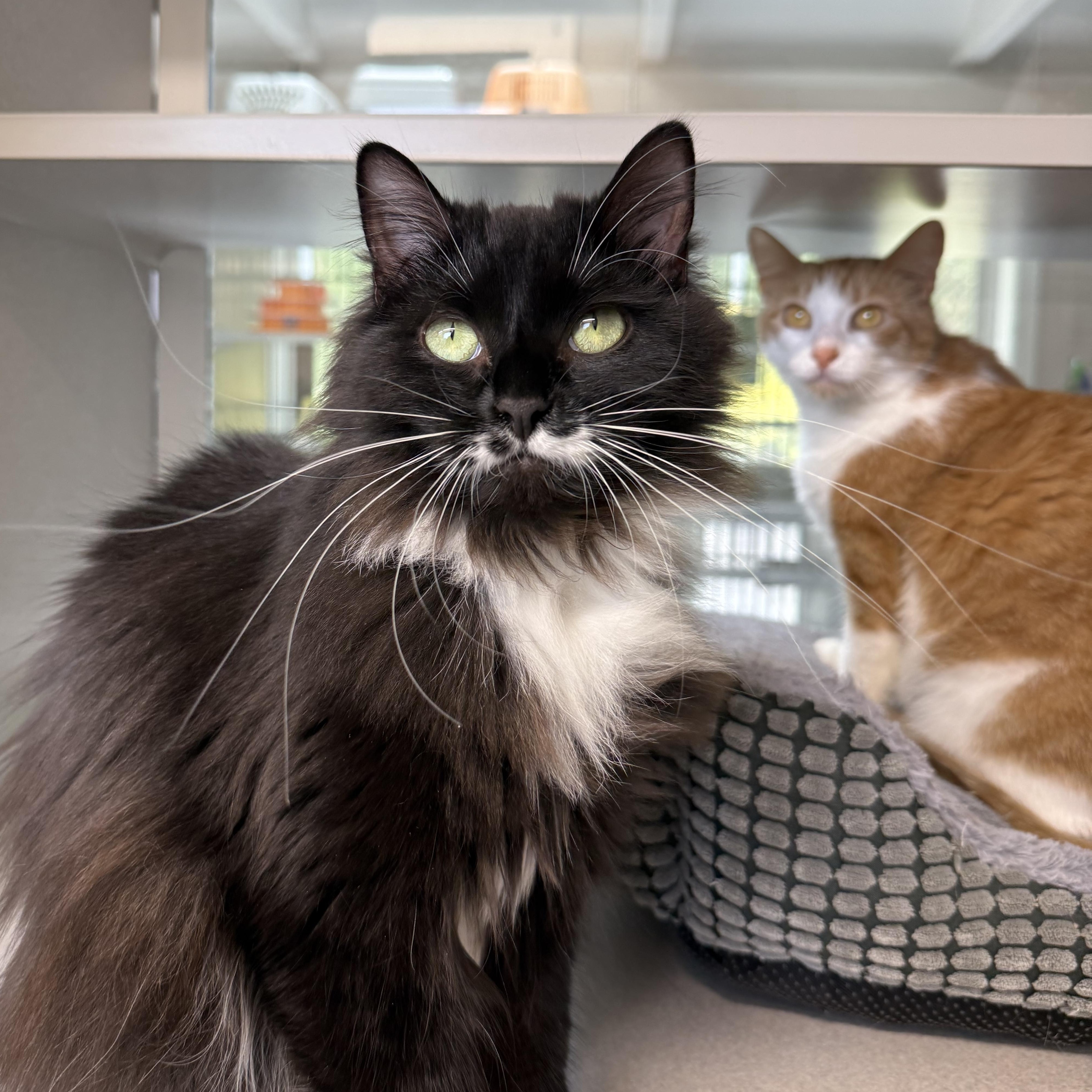 Ginger & Boots, an adopted mixed breed in West Milford, NJ image 5/6