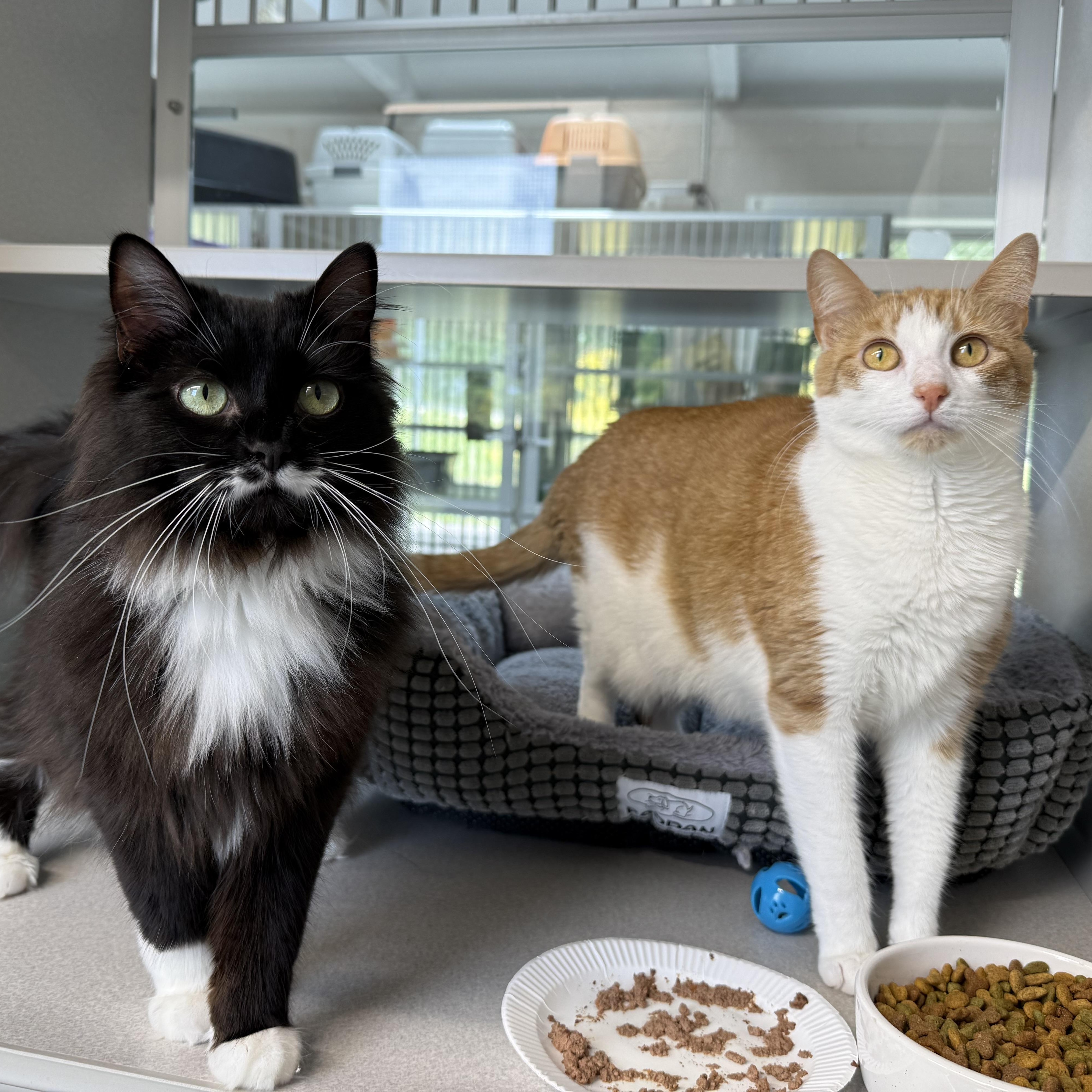 Ginger & Boots, an adopted mixed breed in West Milford, NJ image 1/6