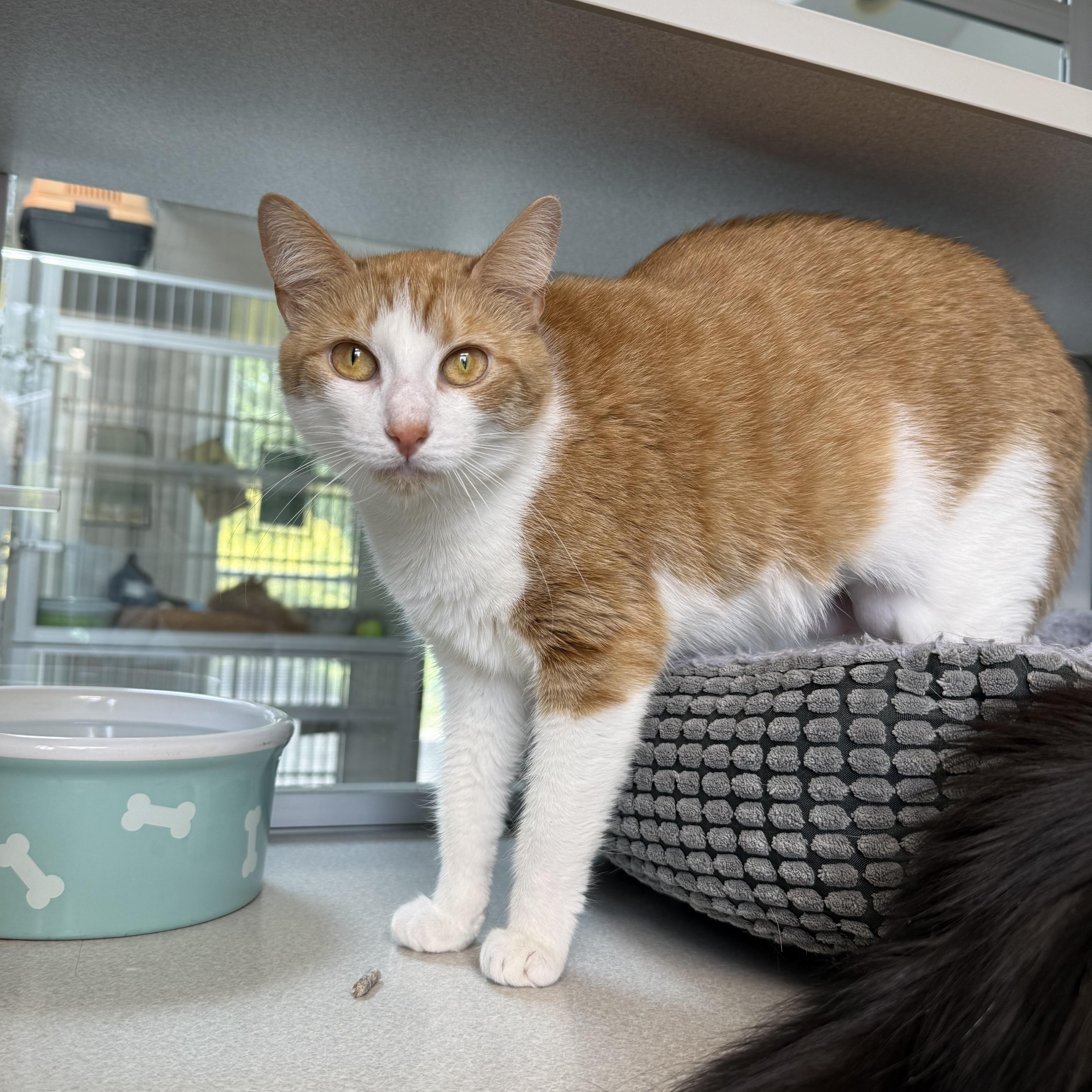 Ginger & Boots, an adopted mixed breed in West Milford, NJ image 2/6