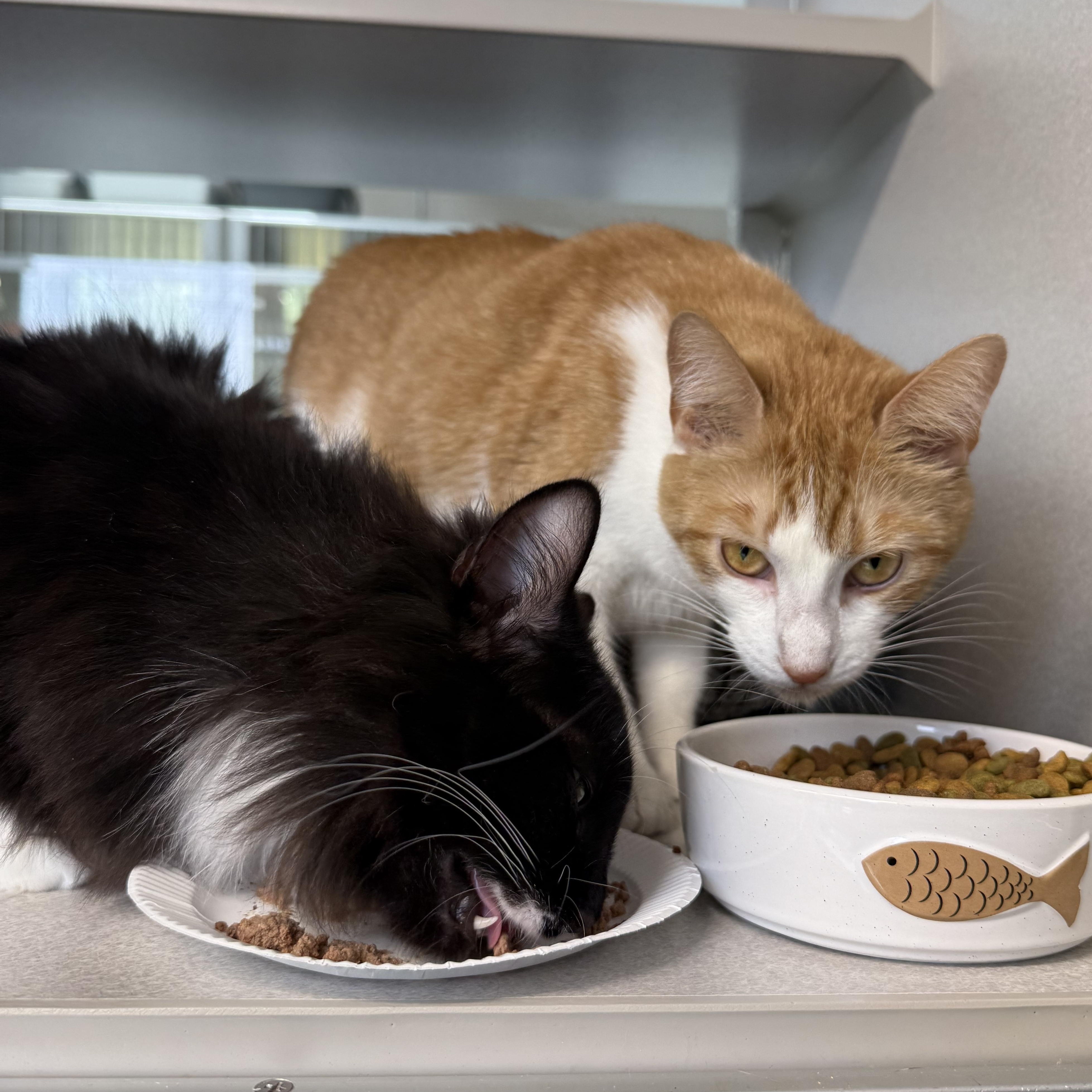 Ginger & Boots, an adopted mixed breed in West Milford, NJ image 3/6