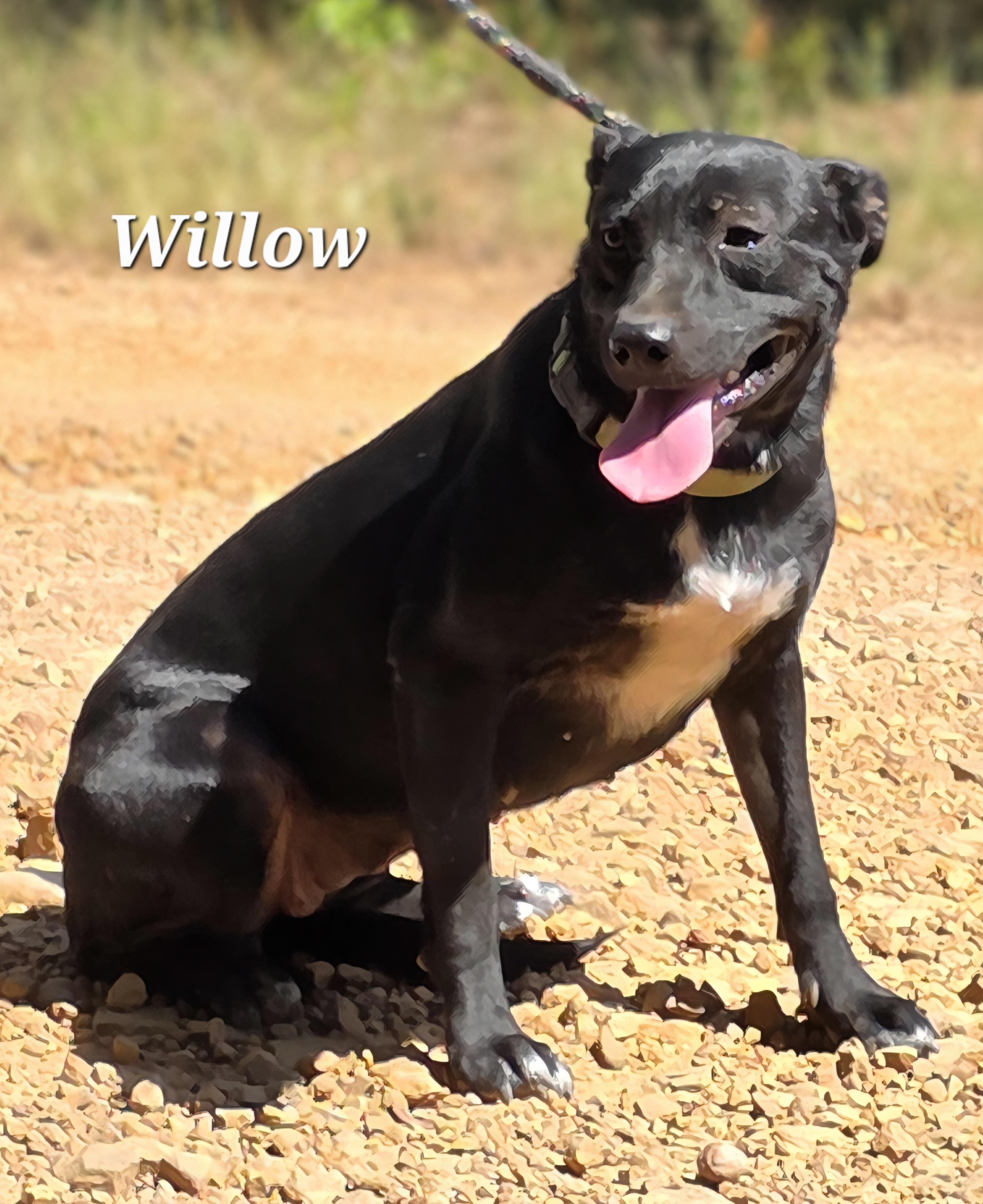 Willow, Adoptable, Adult Female Shepherd & Border Collie.