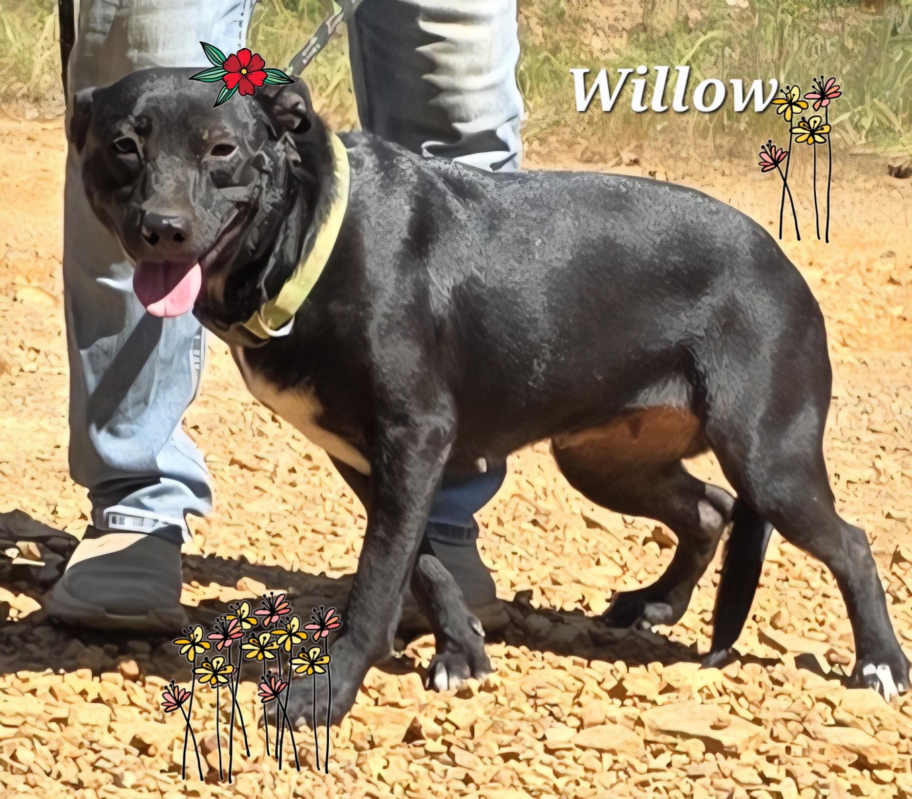 Willow 5