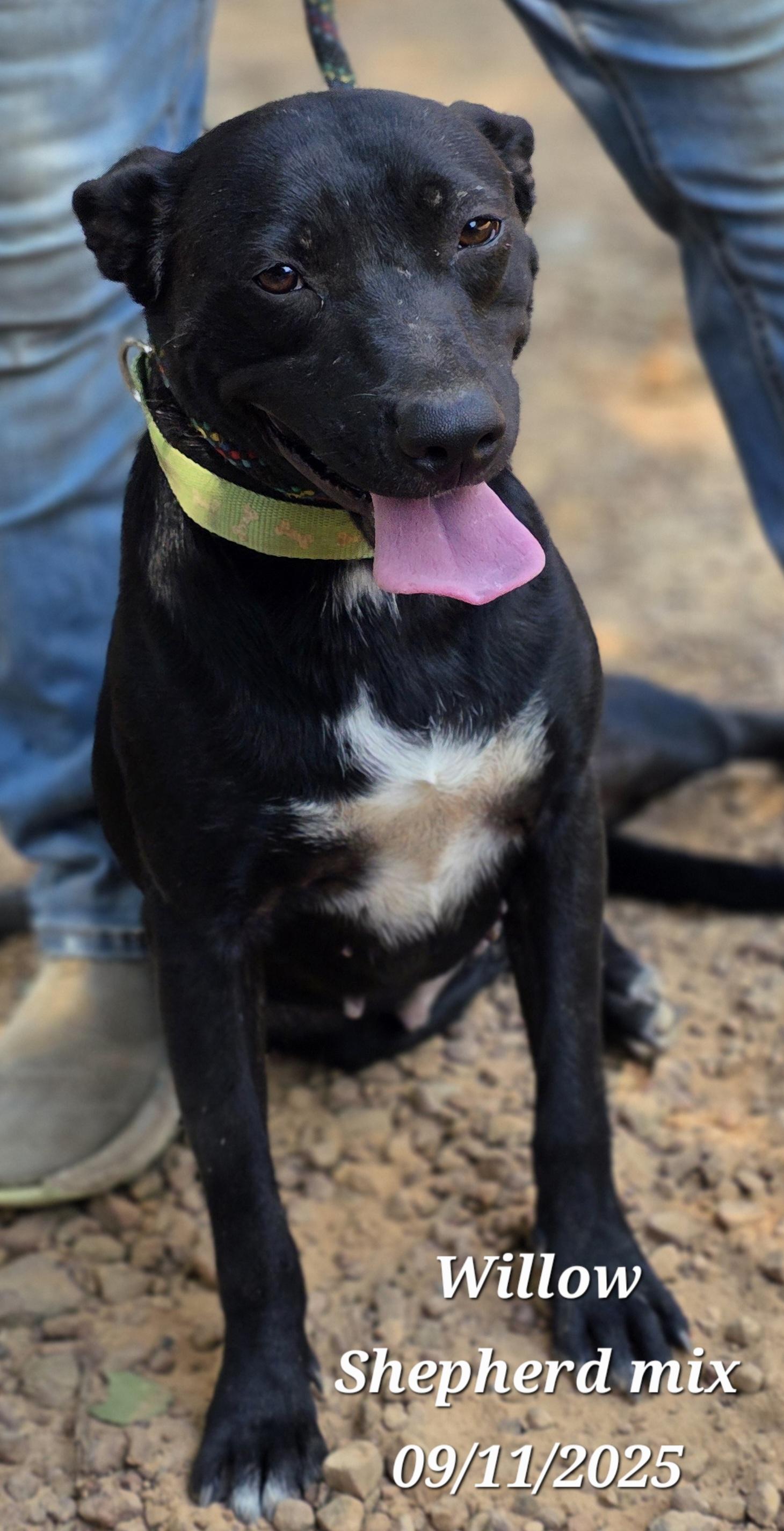 Willow, a Adoptable mixed breed image 4/6