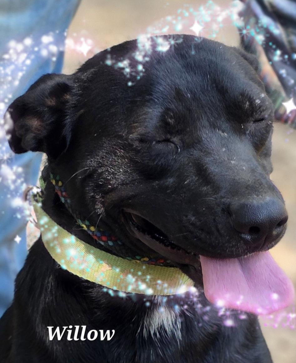 Willow, a Adoptable mixed breed image 6/6