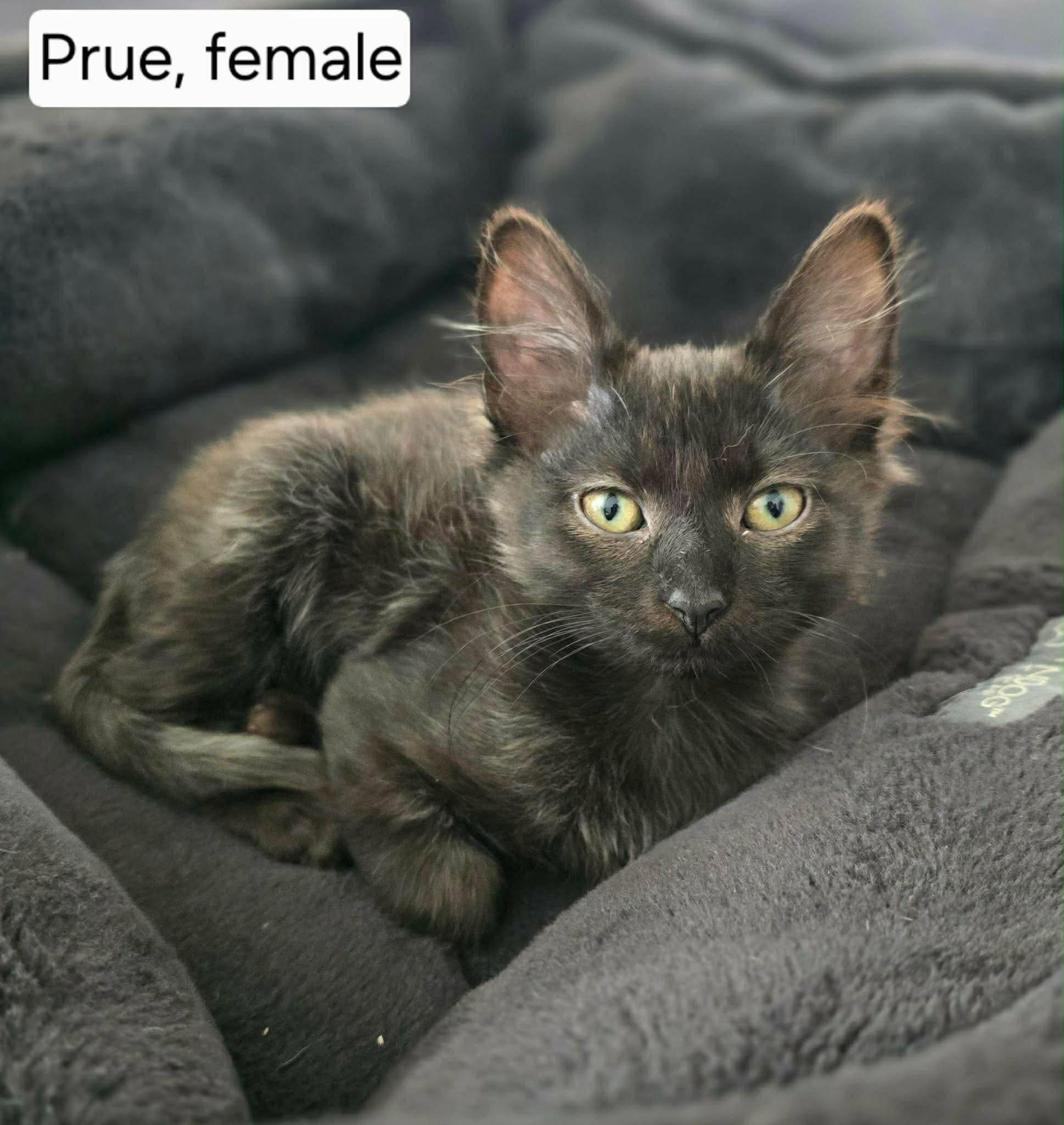 Prue, Adoptable, Kitten Female Domestic Short Hair.