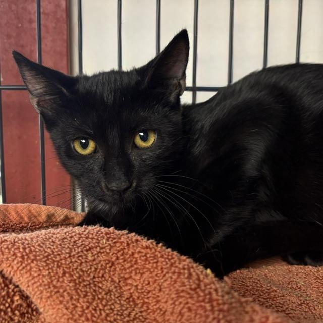 Cypress, Adopted, Young Male Domestic Short Hair.