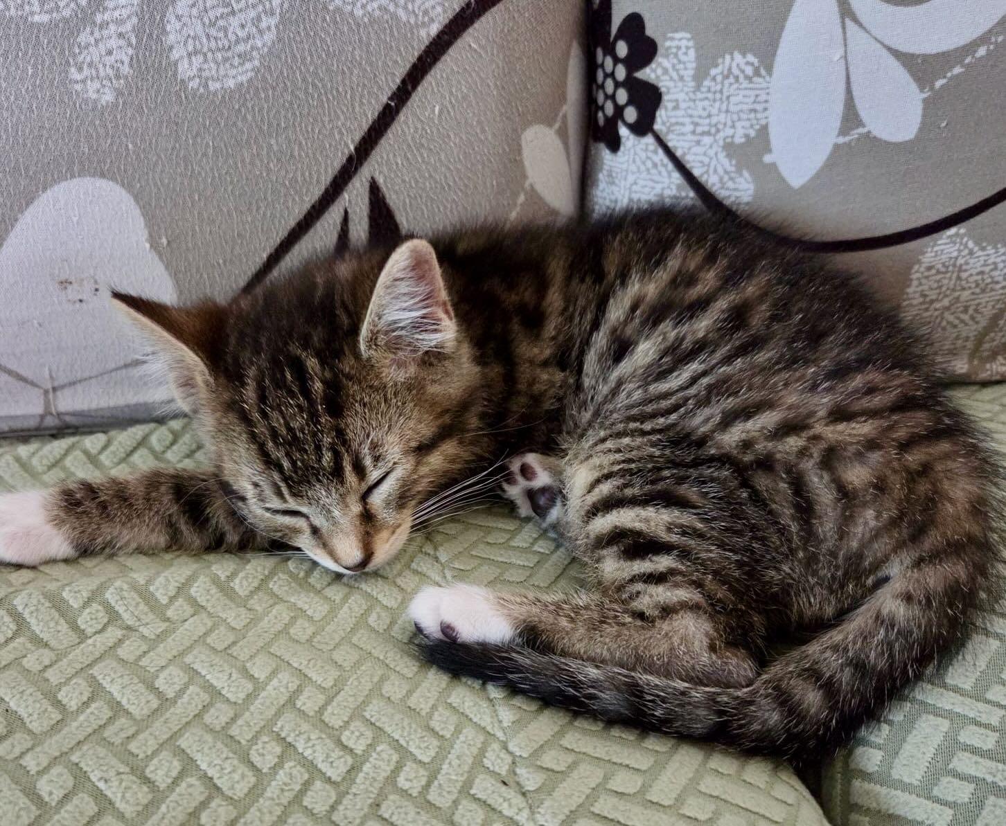 Carl, an adopted Tabby in Portland, OR image 3/6