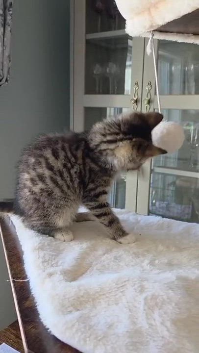 Enlarge Carl, an adopted Tabby in Portland, OR video 2/6
