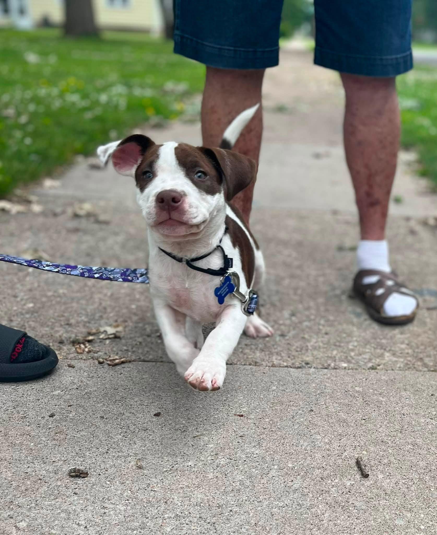 Bailey, a ADOPTABLE mixed breed in De Pere, WI image 5/5