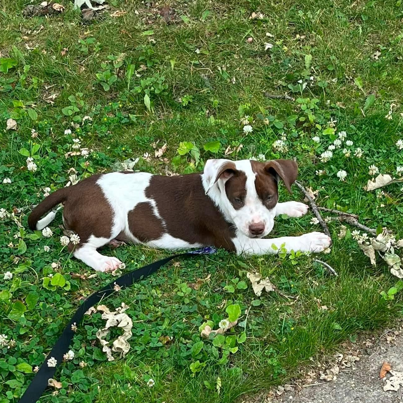 Bailey, a ADOPTABLE mixed breed in De Pere, WI image 4/5