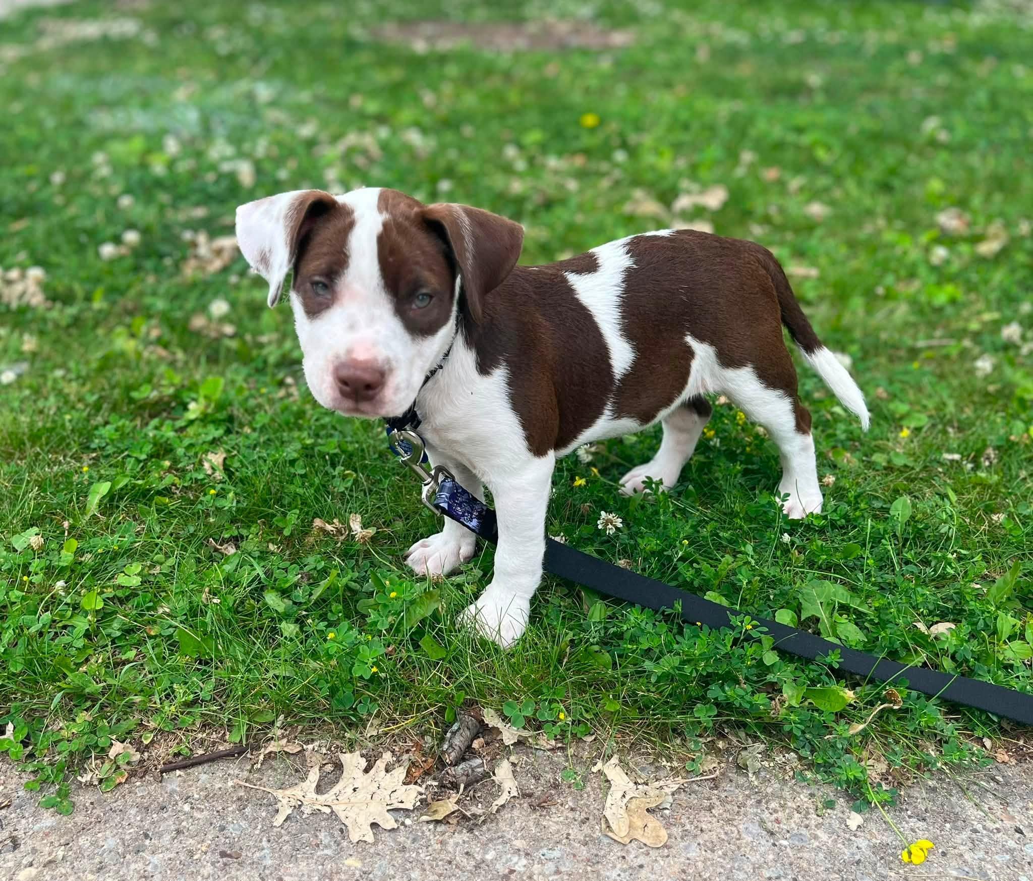 Bailey, a ADOPTABLE mixed breed in De Pere, WI image 2/5