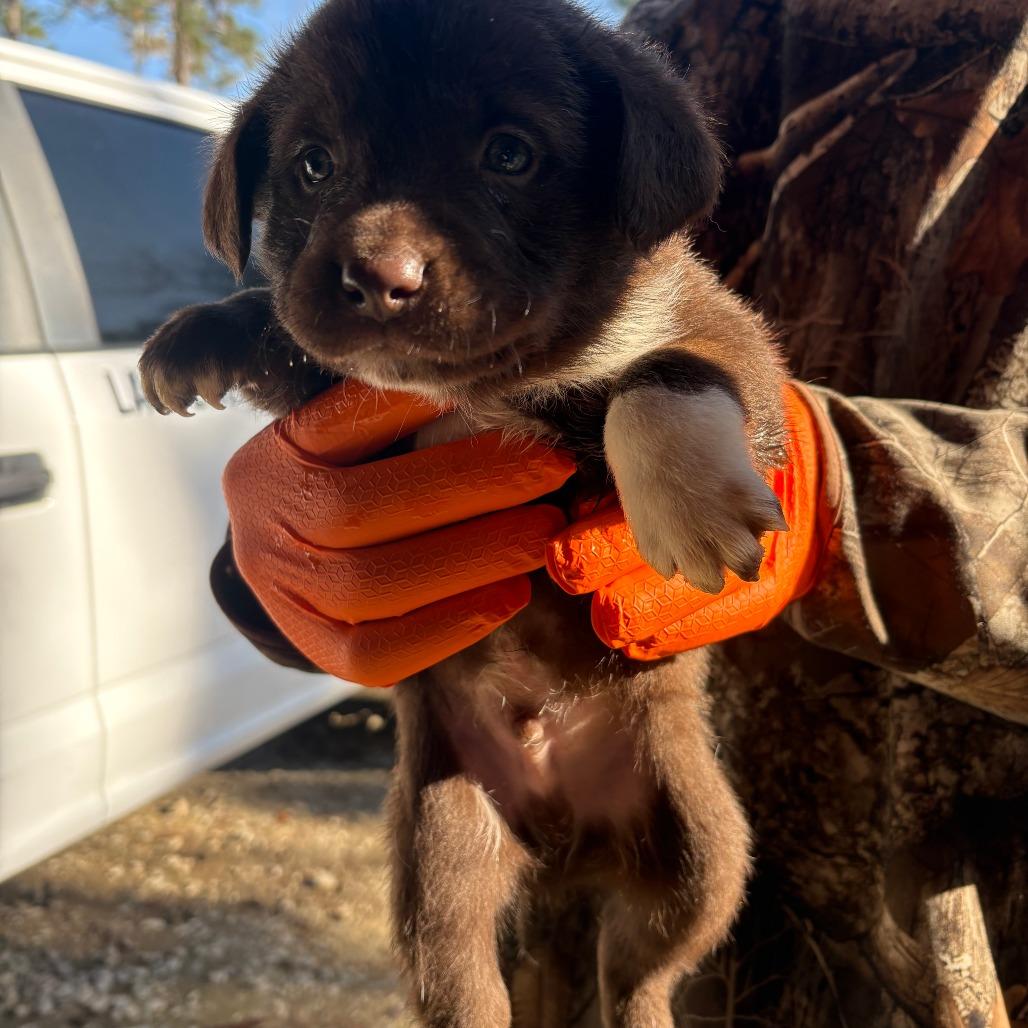 CLAX-Stray-66, Adoptable, Puppy Male Whippet.