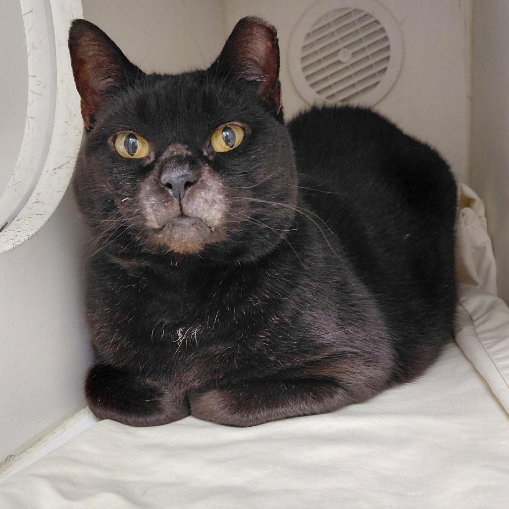 Enlarge Paddington FKA Misty, a Adoptable Domestic Short Hair in Philadelphia, PA image 1/3