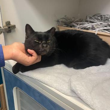 Enlarge Paddington FKA Misty, a Adoptable Domestic Short Hair in Philadelphia, PA image 2/3