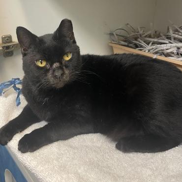 Enlarge Paddington FKA Misty, a Adoptable Domestic Short Hair in Philadelphia, PA image 3/3