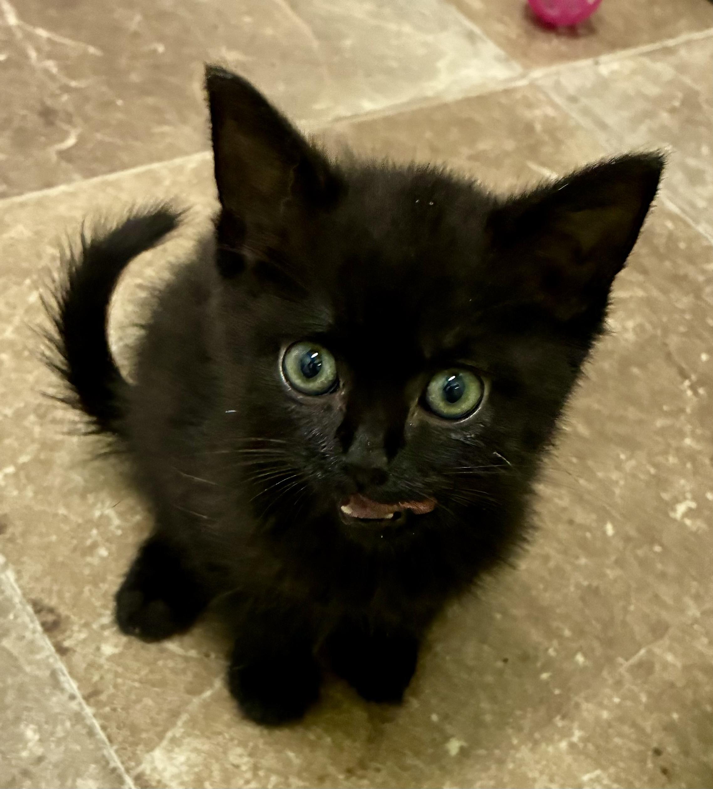 MITZY, Adoptable, Kitten Female Domestic Short Hair.