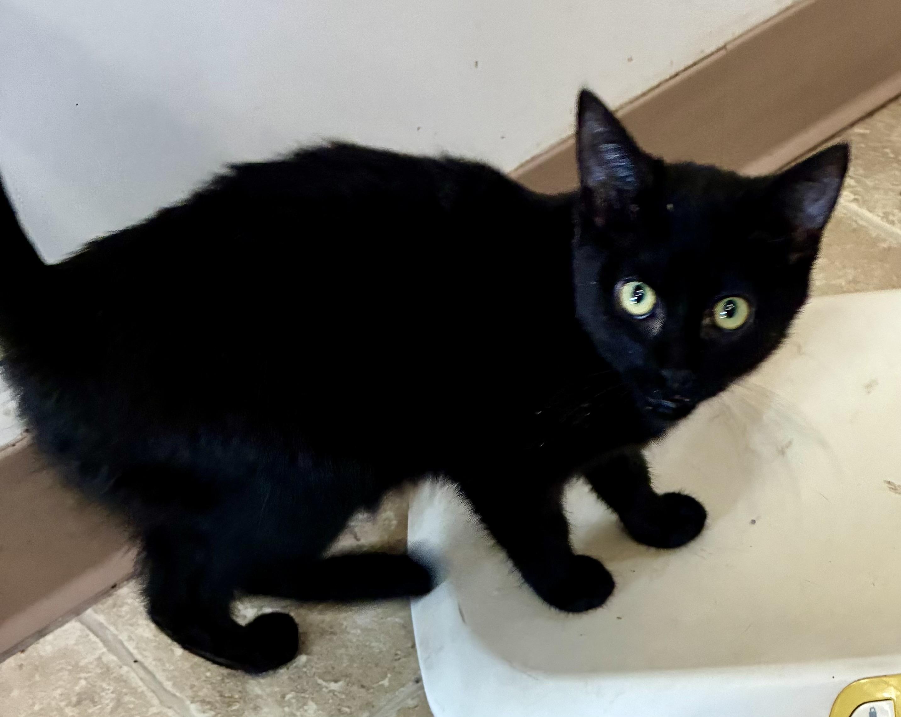 MITZY, a Adoptable mixed breed in Louisa, KY image 2/4