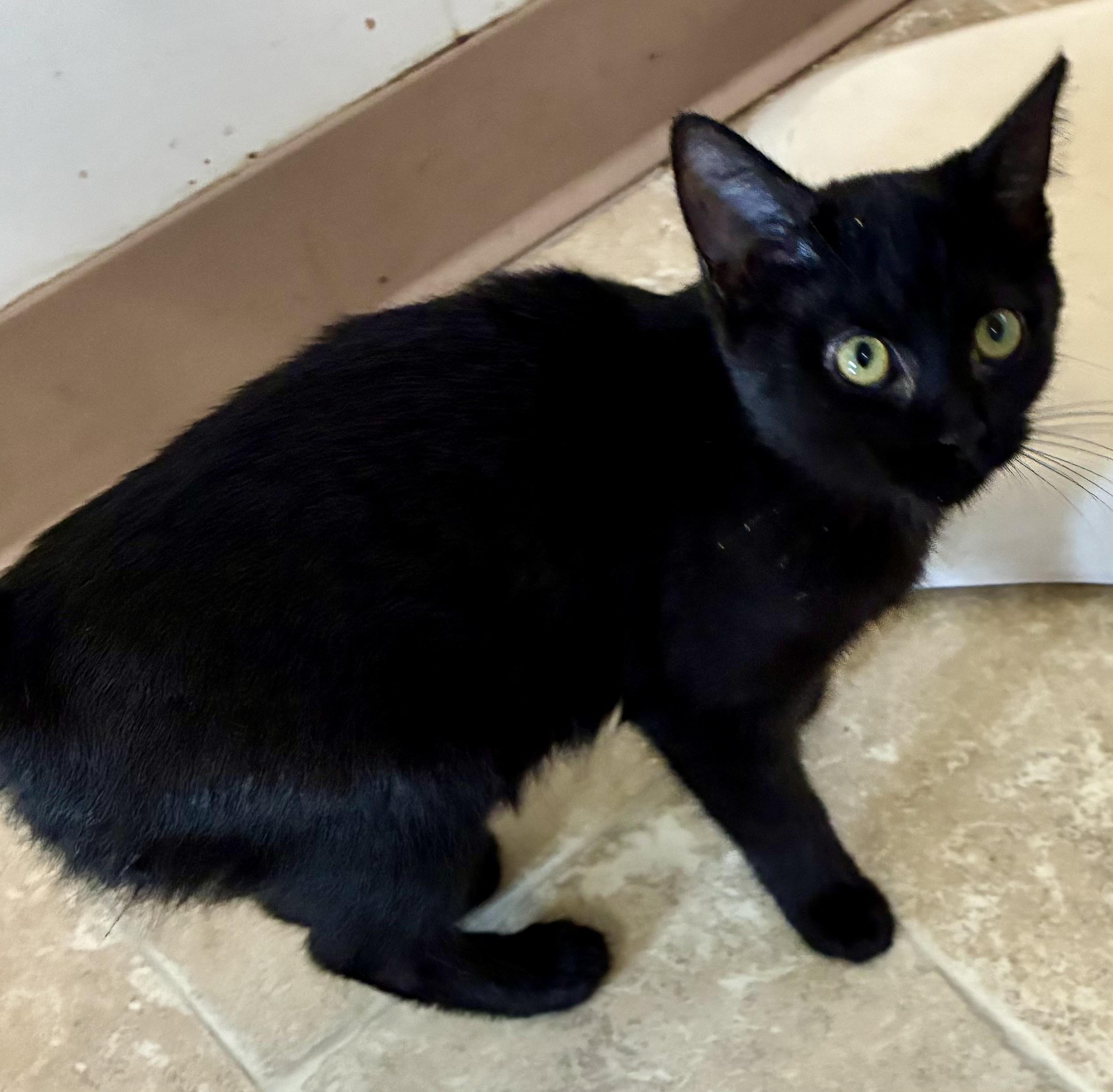 MITZY, a Adoptable mixed breed in Louisa, KY image 3/4