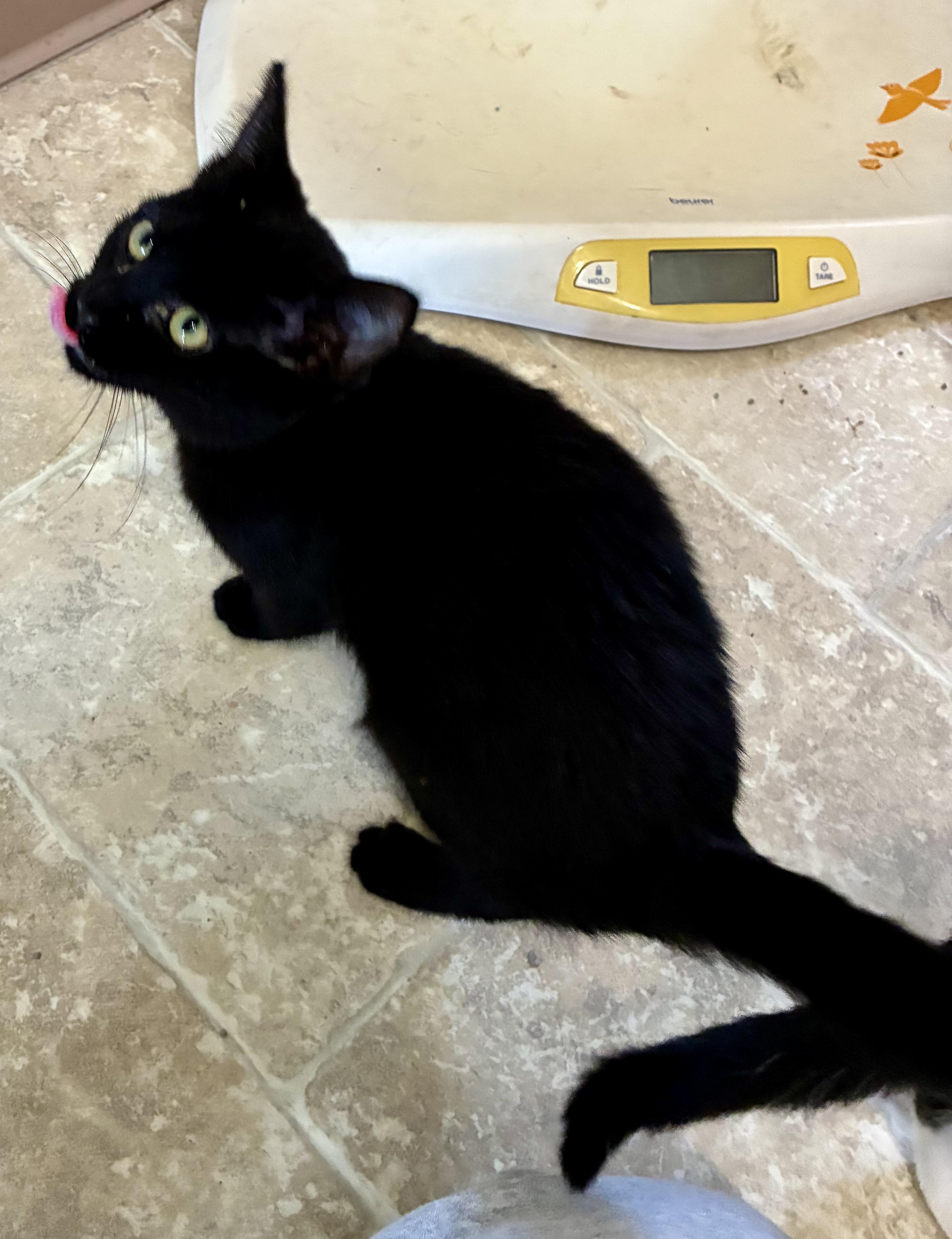 MITZY, a Adoptable mixed breed in Louisa, KY image 4/4