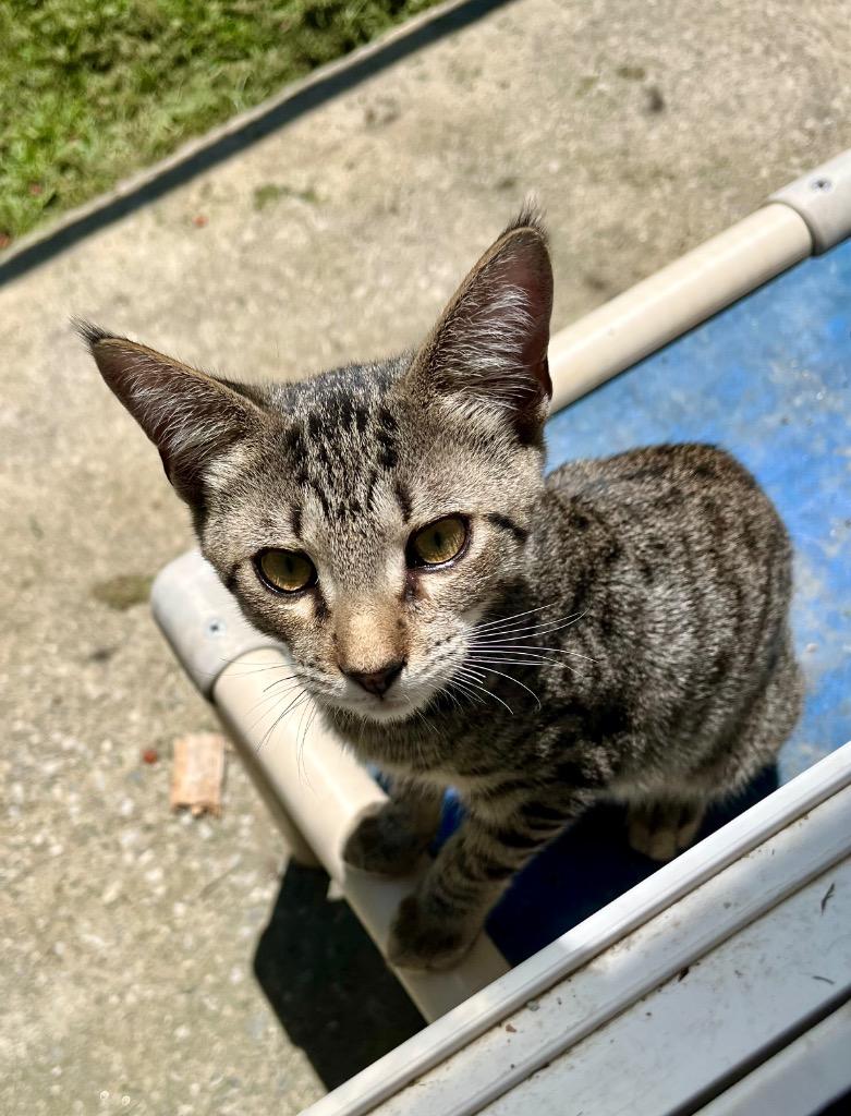 Yak, Adoptable, Young Male Domestic Short Hair.