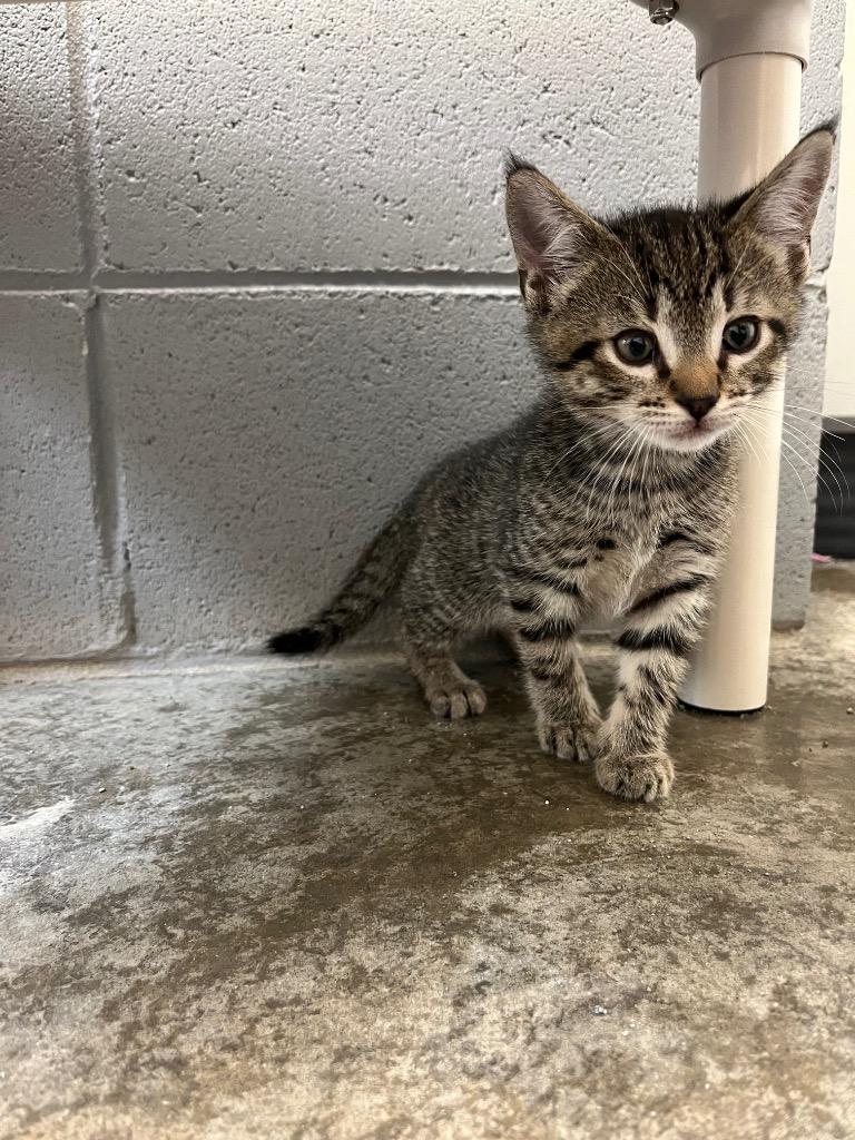 Yak, Adoptable, Young Male Domestic Short Hair.