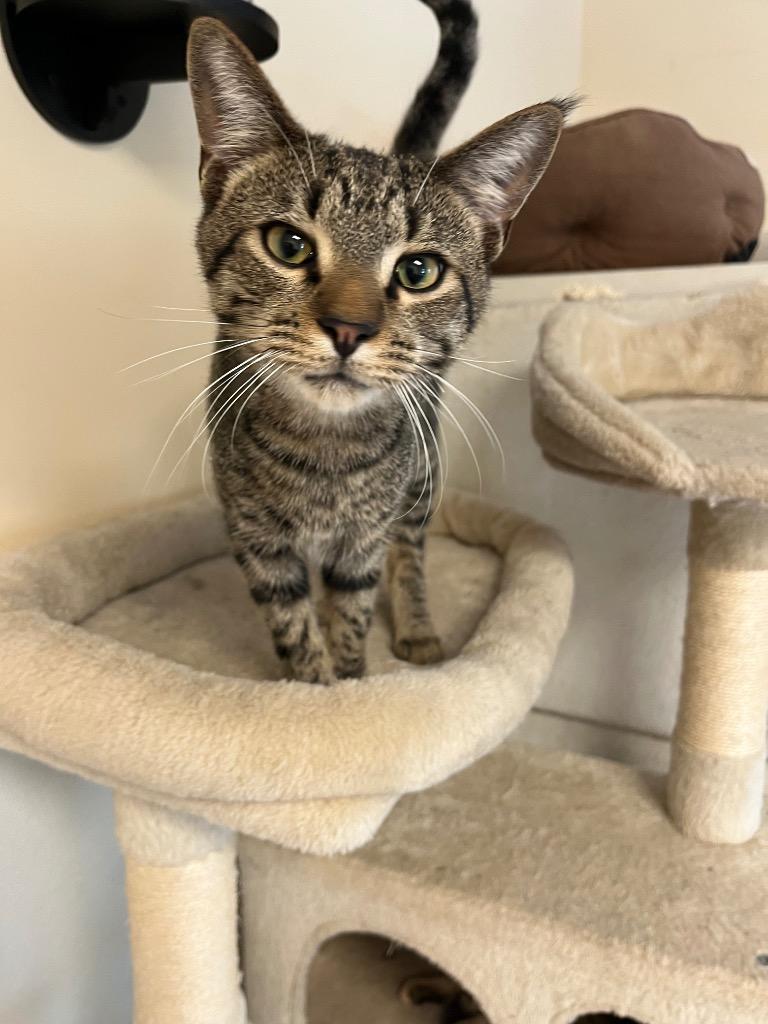 Enlarge Yak, a Adoptable mixed breed in Clinton, SC image 4/5