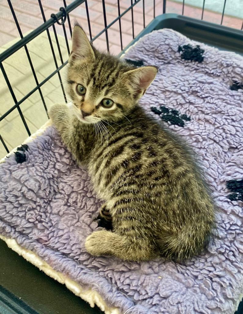 Enlarge Yak, a Adoptable mixed breed in Clinton, SC image 5/5