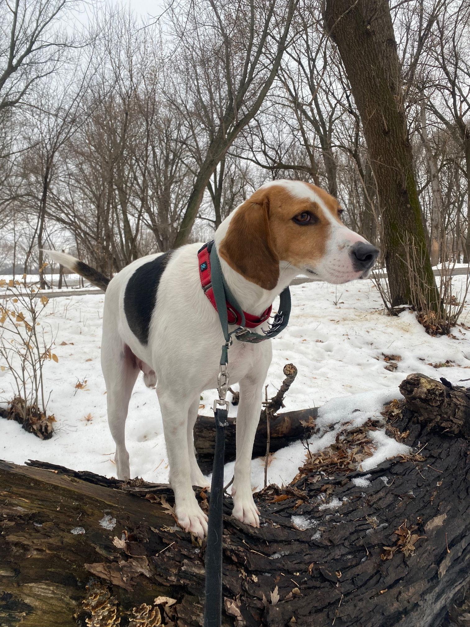 Enlarge Buck Vacation foster needed Feb 17-23, a Adoptable mixed breed in Minneapolis, MN image 1/3