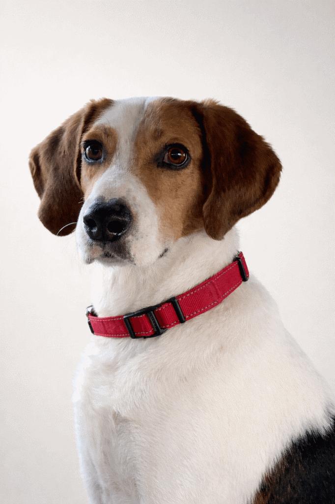 Enlarge Buck, a Adoptable mixed breed in Minneapolis, MN image 2/3