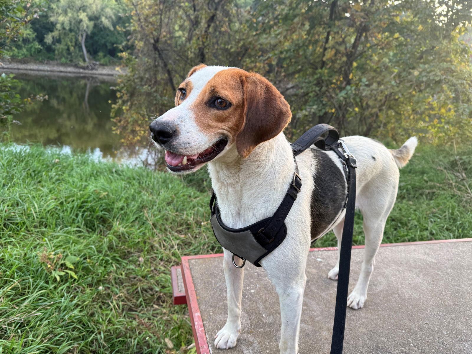 Enlarge Buck Vacation foster needed Feb 17-23, a Adoptable mixed breed in Minneapolis, MN image 2/3