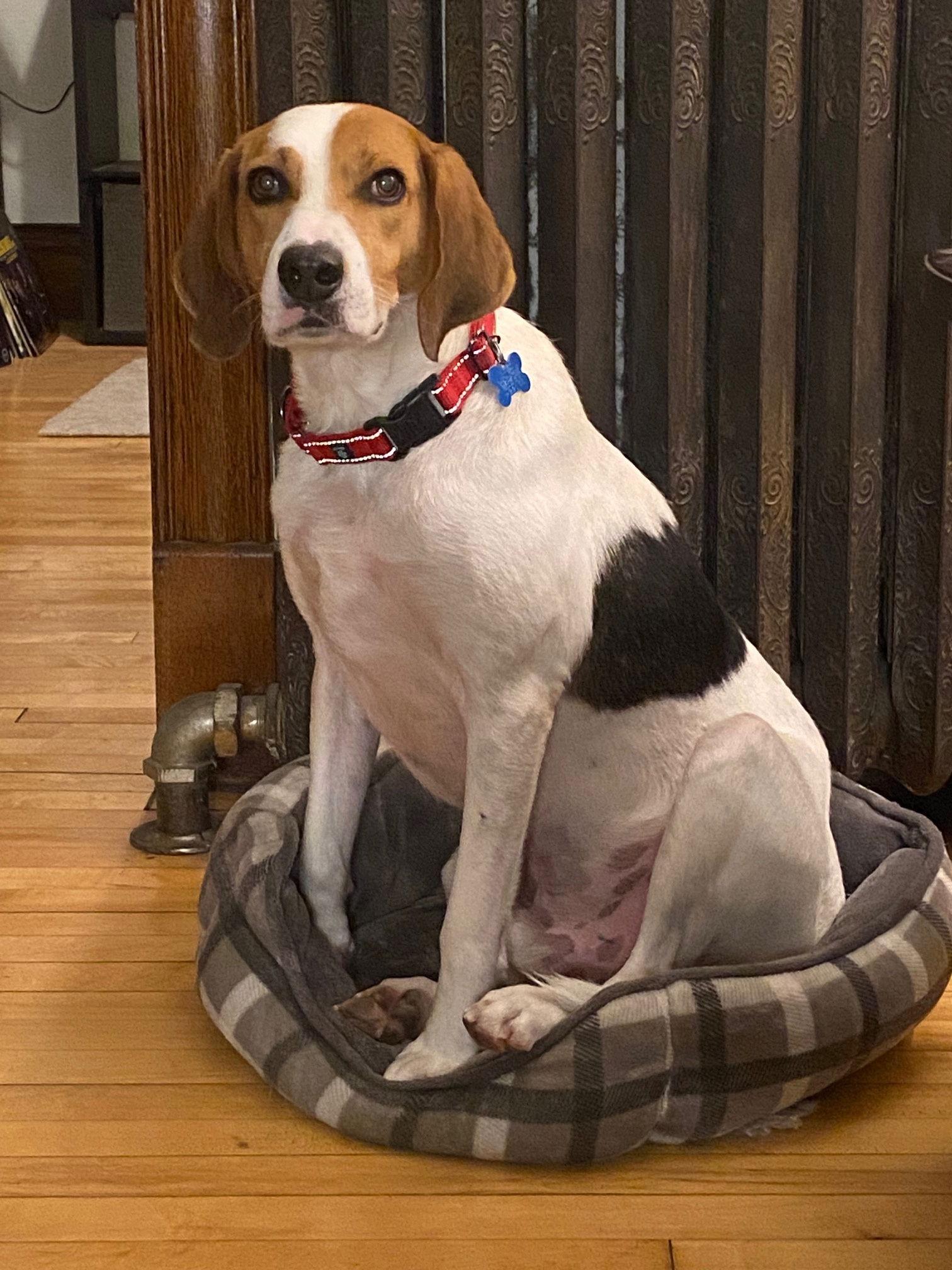 Enlarge Buck Vacation foster needed Feb 17-23, a Adoptable mixed breed in Minneapolis, MN image 3/3