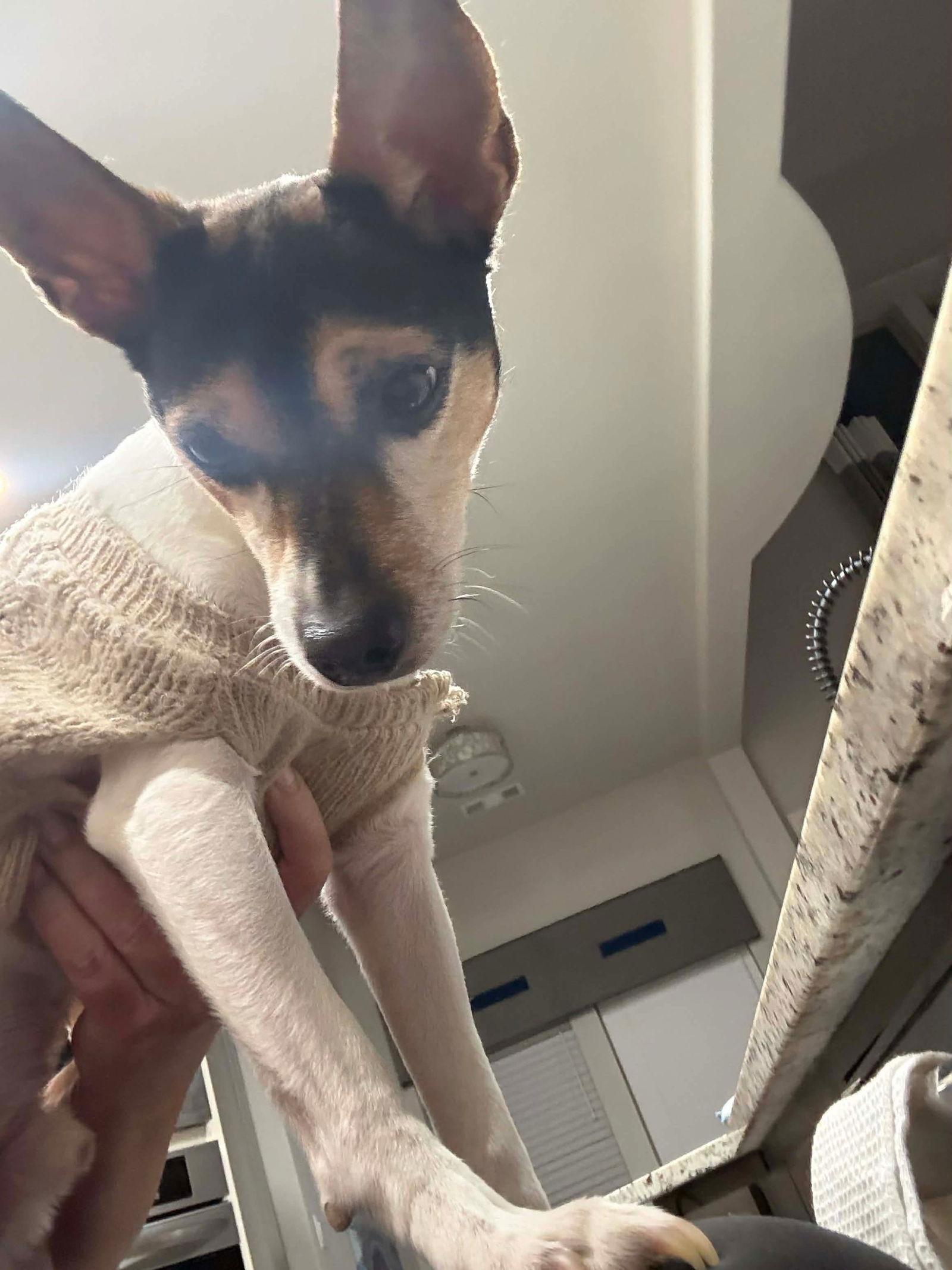 Enlarge Gunner, a Adoptable Rat Terrier in Dallas, TX image 2/3