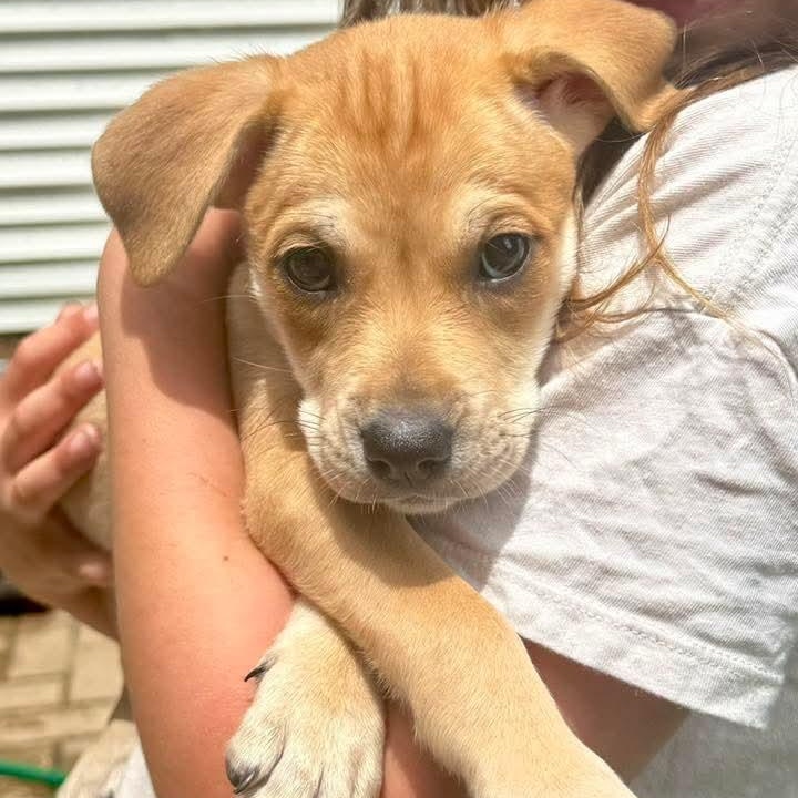 Enlarge Jasmine, an adopted mixed breed in East Peoria, IL image 3/3