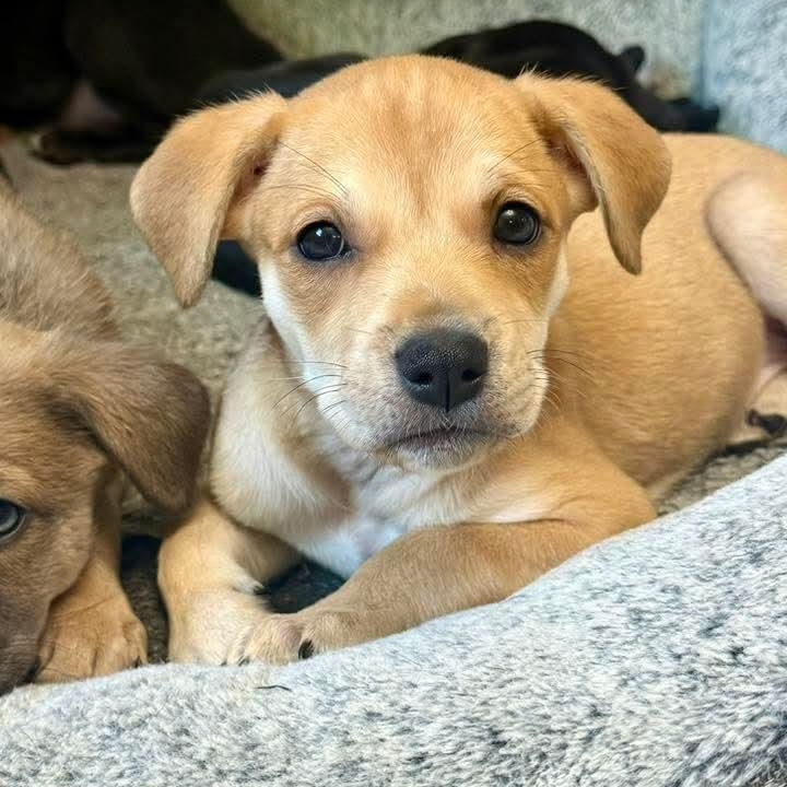 Jasmine, adopted, Puppy Female American Staffordshire Terrier & Husky.