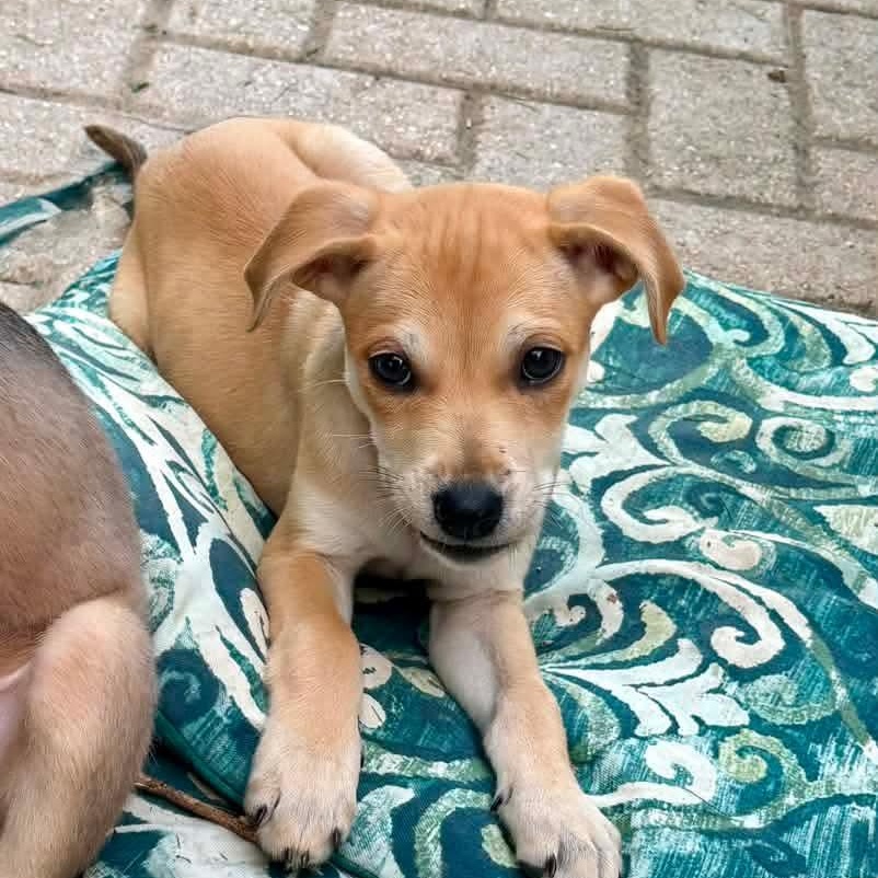 Enlarge Jasmine, an adopted mixed breed in East Peoria, IL image 2/3