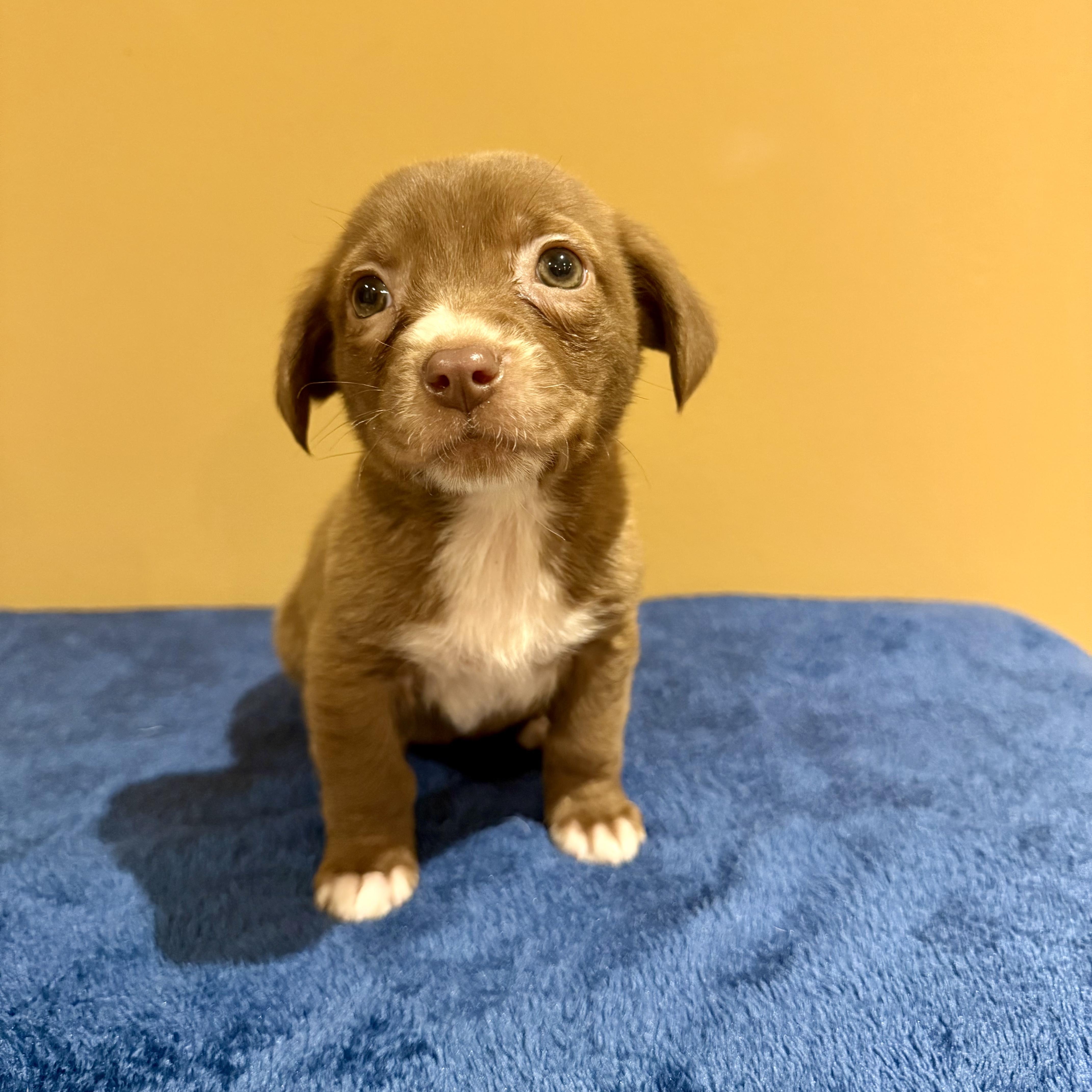 Pita Pocket, ADOPTABLE, Puppy Female Siberian Husky & Shepherd.