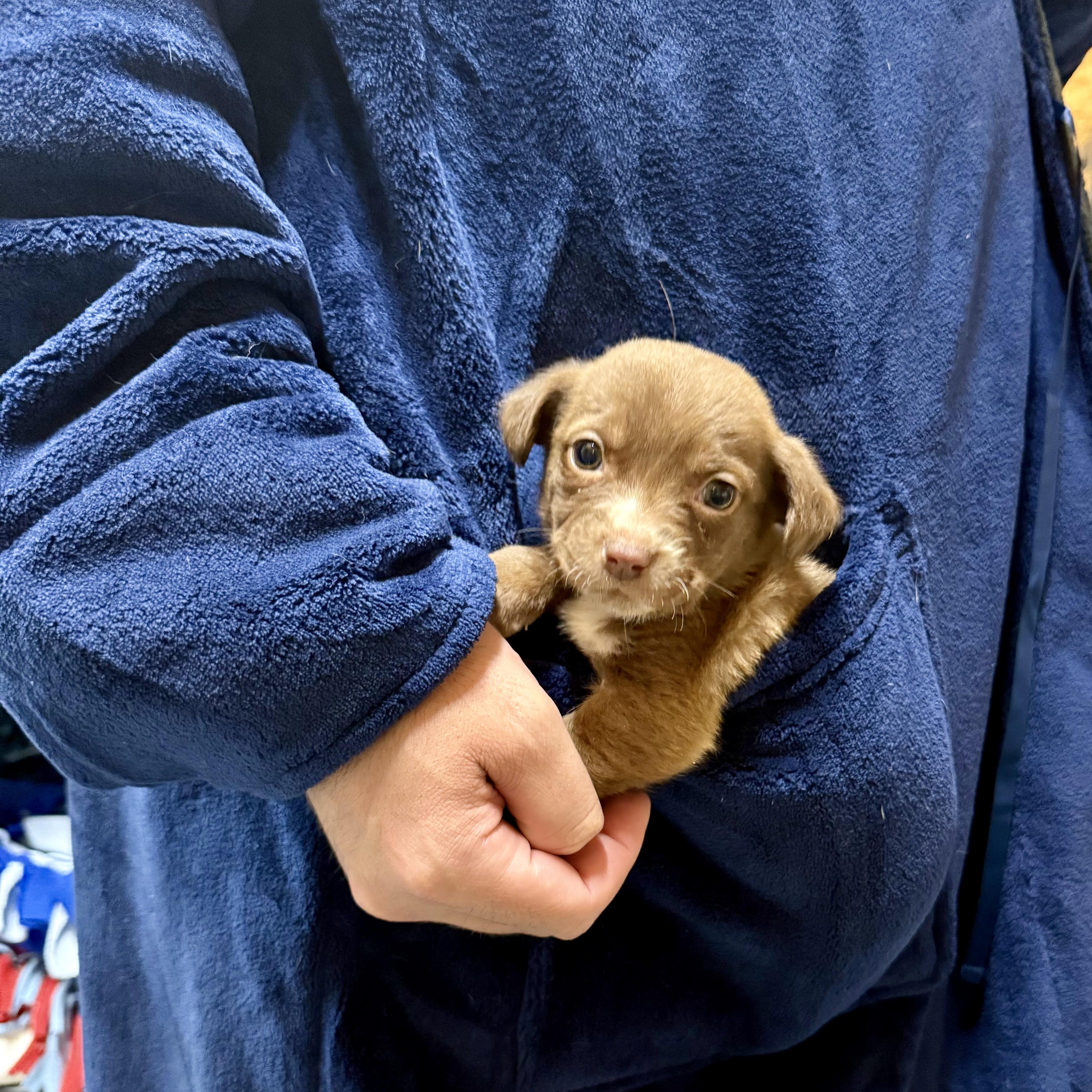 Enlarge Pita Pocket, a ADOPTABLE mixed breed in Murphysboro, IL image 2/6