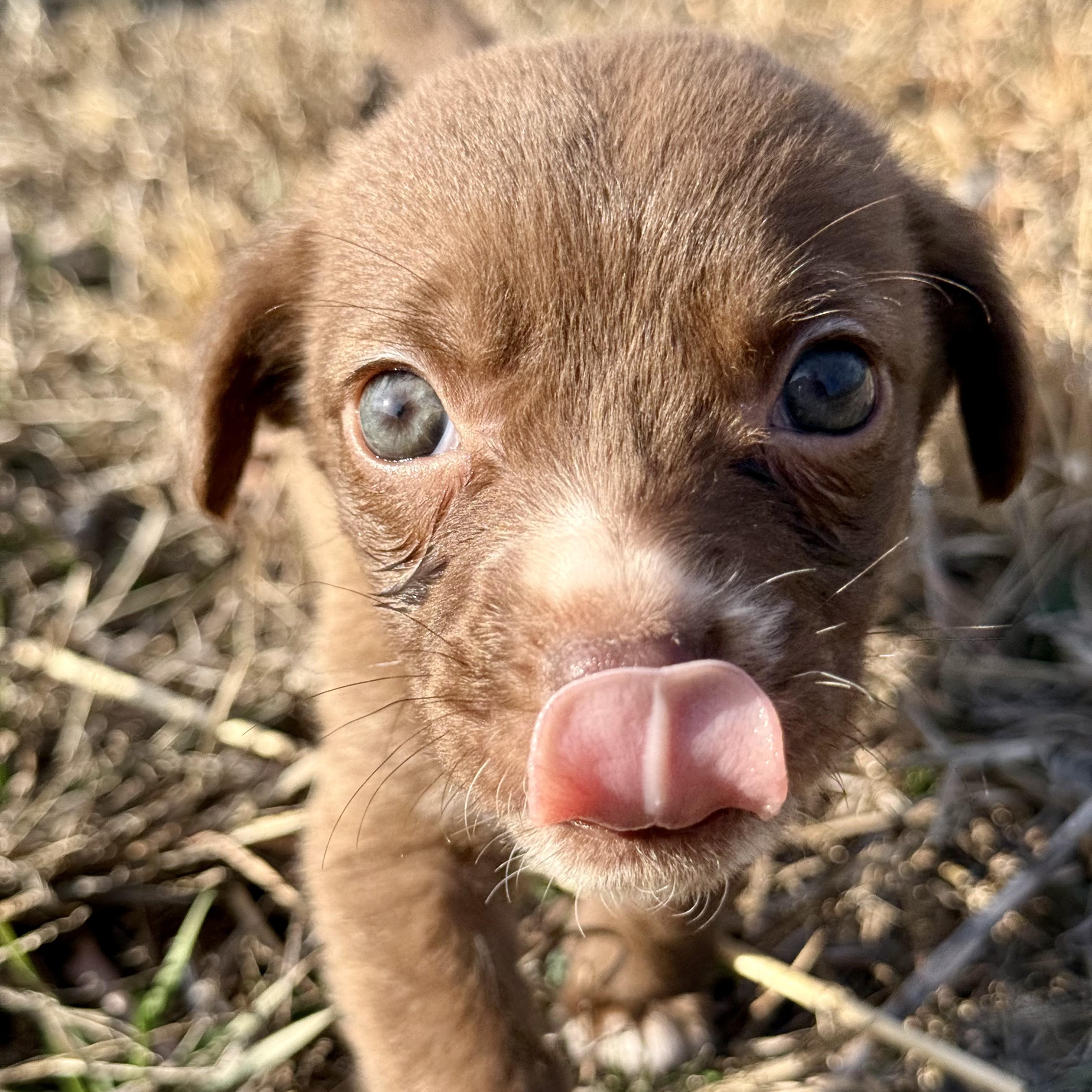 Enlarge Pita Pocket, a ADOPTABLE mixed breed in Murphysboro, IL image 5/6