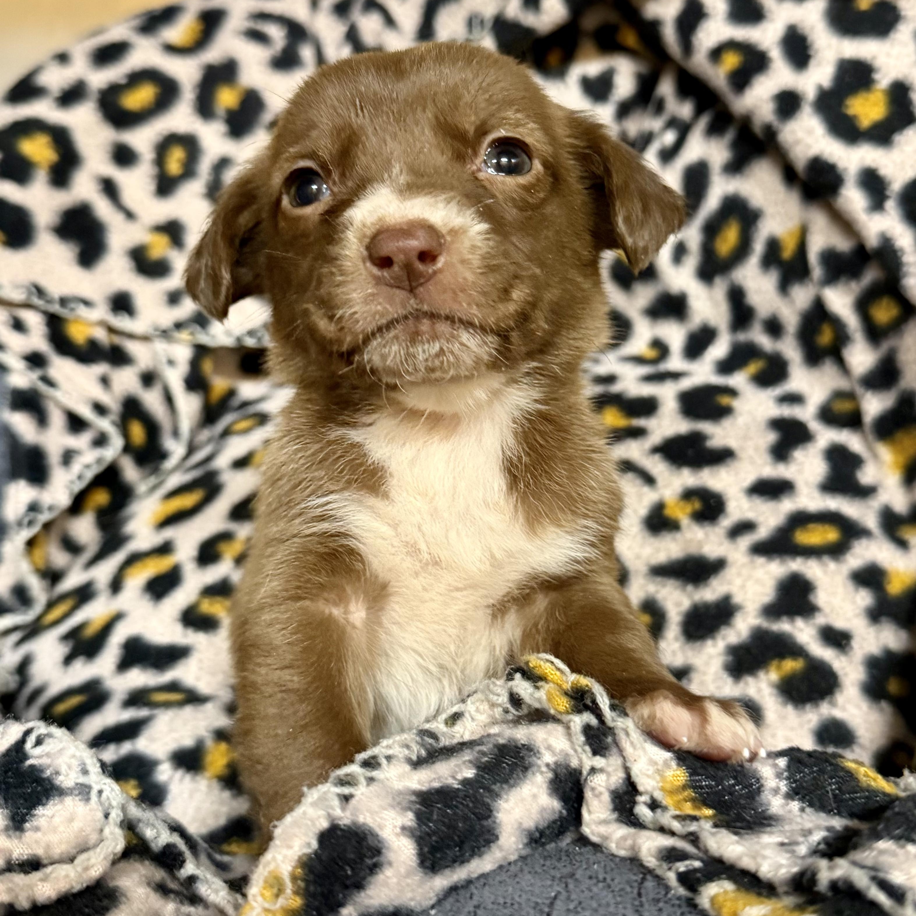 Enlarge Pita Pocket, a ADOPTABLE mixed breed in Murphysboro, IL image 4/6